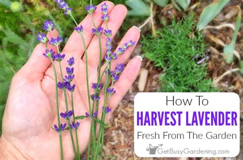 How To Harvest Lavender Leaves & Flowers - Get Busy Gardening