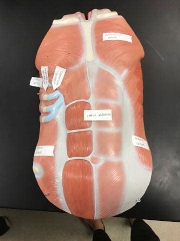 Muscles Anterior Thorax Shoulder Abdominal Wall Diagram Quizlet