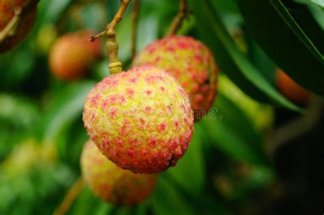 Fresh Litchi Stock Image Image Of Background Litchi 55446731