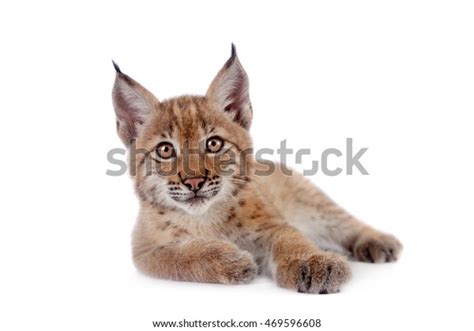 Baby White Lynx