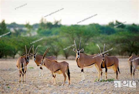 Rare Arabian Oryx, Oryx leucoryx, endangered species in Qatar, The Gulf States, Stock Photo ...