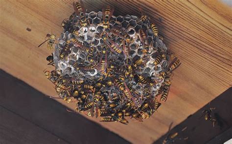 Blog What Attracts Wasps To Fayetteville Ga Properties