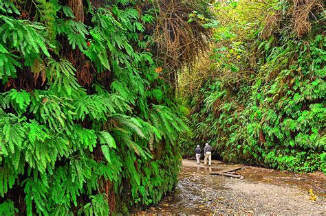 Secrets For The Best Visit To Fern Canyon Save The Redwoods League