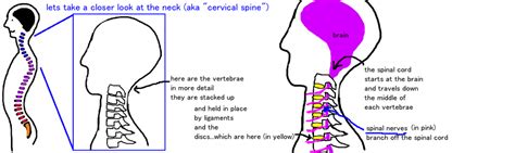 Spine Cervical Myelopathy — Bone Talks