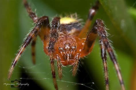 Tropical Orb Weaver Project Noah