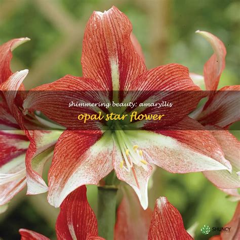 Shimmering Beauty Amaryllis Opal Star Flower Shuncy