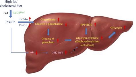 Jci Insight Role Of Hepatic Pkc In Nutritional Regulation Of Hepatic