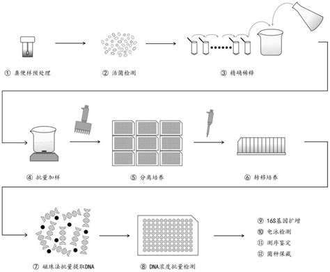 一种肠道菌群的高通量分离培养与筛选方法与流程