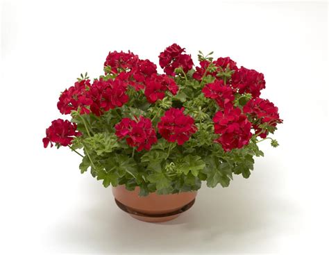 Пеларгония Calliope Dark Red (105 фото) - фото - картинки и рисунки ...
