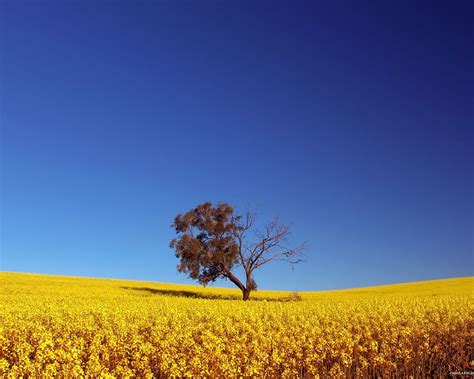 nature   beautiful landscape  preview