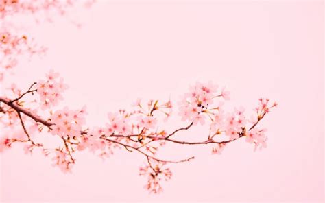 Desktop Pastel Pink Background Aesthetic / Find & download free graphic ...