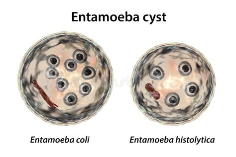 Entamoeba Histolytica Protozoan Stock Illustrations 196 Entamoeba Histolytica Protozoan Stock