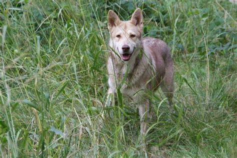 Chien loup de Saarloos caractère et éducation PagesJaunes