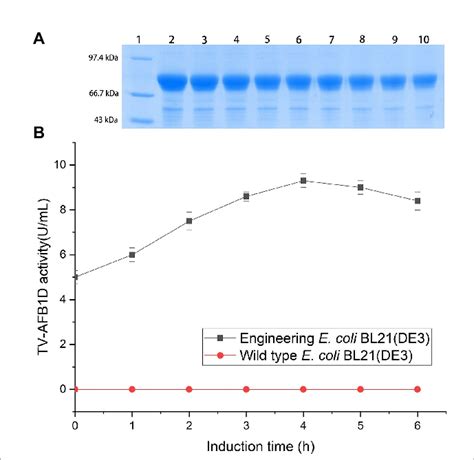 Expression Of TV AFB 1 D In E Coli BL21 DE3 By IPTG Induction A