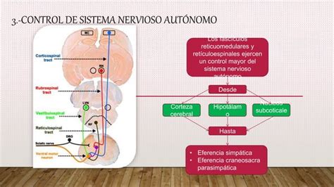 Formacion Reticular Y Sistema Limbico PPT