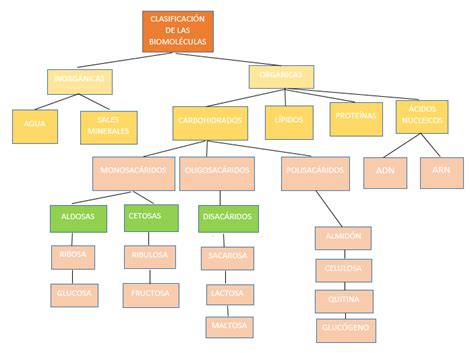 Mapa Mental De Las Biomoleculas | Images and Photos finder