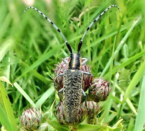 Longhorn Beetle Identification