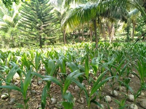 Palmeras De Coco Lote De Palmitas Cultivo Org Nico Meses Sin