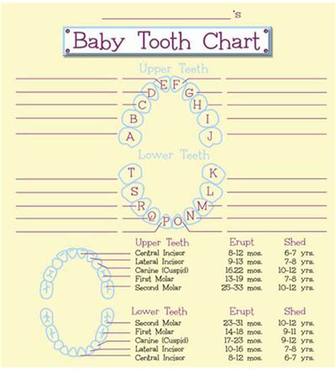 Free Printable Baby Teeth Eruption Charts Word Pdf