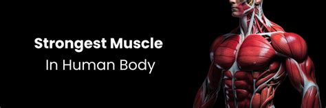 Strongest Muscle in the Human Body: Facts & Types