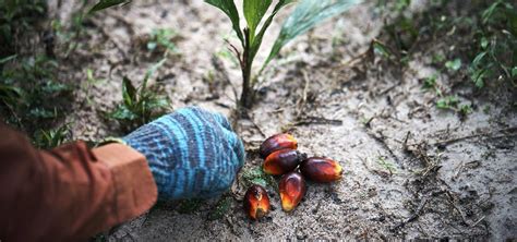 The Case For Malaysian Sustainable Palm Oil Klse Screener