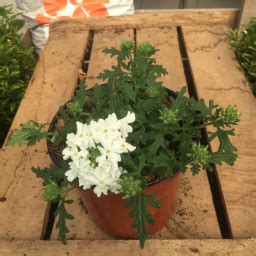 Descubra 48 Kuva Verveine Fleur Blanche Thptnganamst Edu Vn