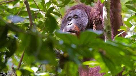 Partnership protects Borneo’s endangered species - News - Cardiff