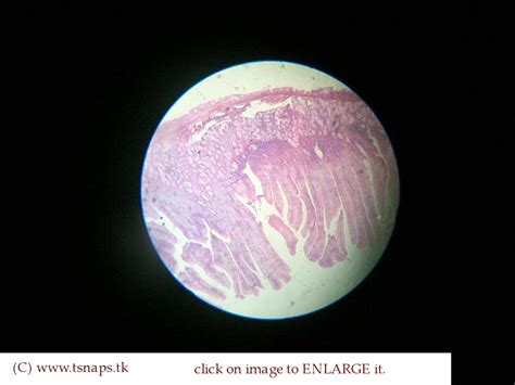 Duodenum Histology Labeled