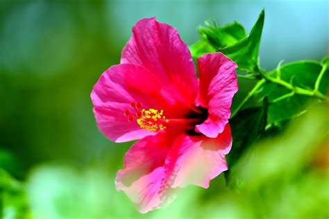 Flower Red Hibiscus Flora Free Photo On Pixabay