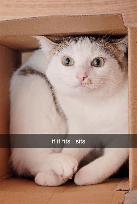 12 Messages We'd Probably Get If Our Cats Could Text