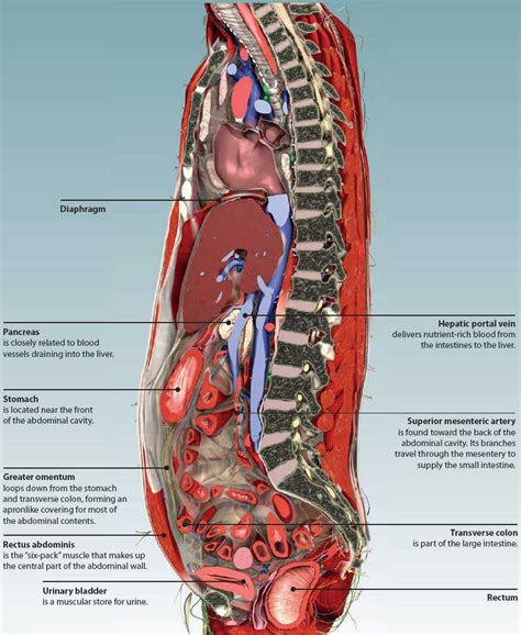 Human Abdomen Anatomy Male Abdomen Quadrants Abdominal Quadrant Upper