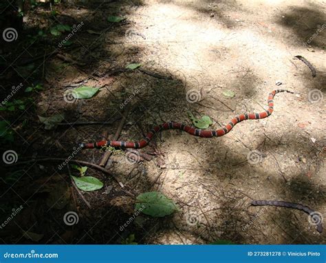 Coral Snake on the Forest Floor Stock Photo - Image of colorful, snake ...