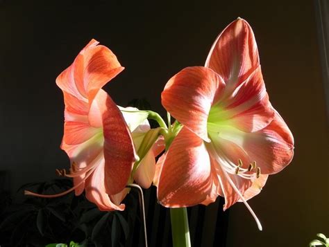 Amaryllis Hd Wallpaper Rare Gallery