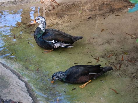 The Online Zoo - White-winged Duck