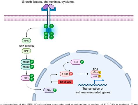 Figure 1 From Selective Inhibition Of Extracellular Signal Regulated Kinases 1 And 2 When Less