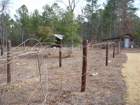 Okra Hill Farm: Perfect Day for Muscadine Pruning