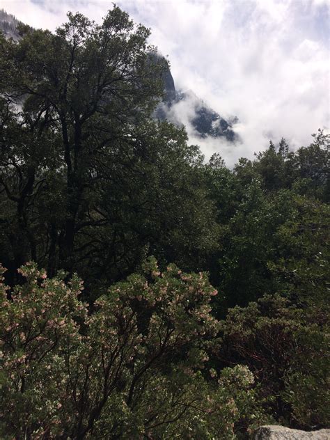 Manzanita And Live Oak In Yosemite Valley Wisconsin Woods And Water