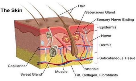 Integumentary System - Anatomy & Physiology: The wonders of the Human Body