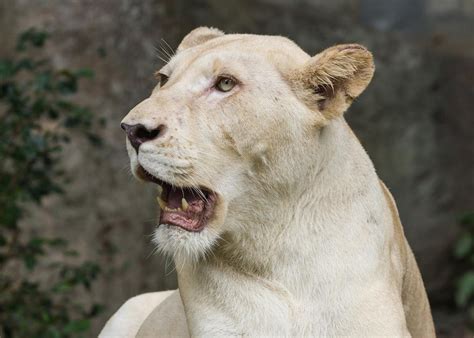 The peculiar story of Albino Mammals | Woodwaker