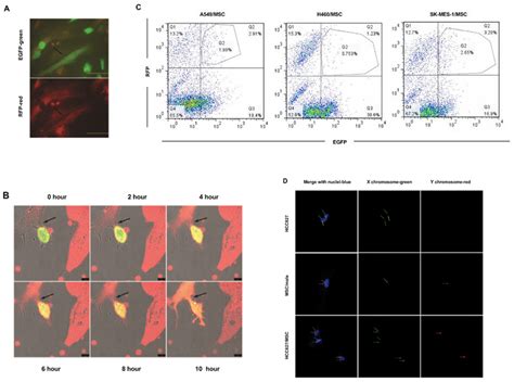 Spontaneous Formation Of Heterotypic Hybrids Between Lung Cancer Cells