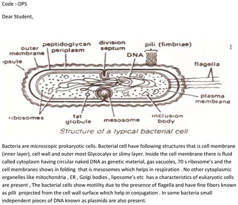 Describe the structure of bacteria