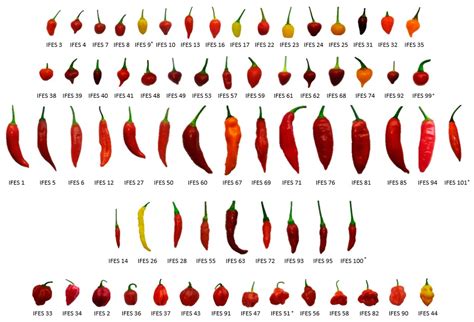 Agronomy Free Full Text Phenotypic And Molecular Characterization