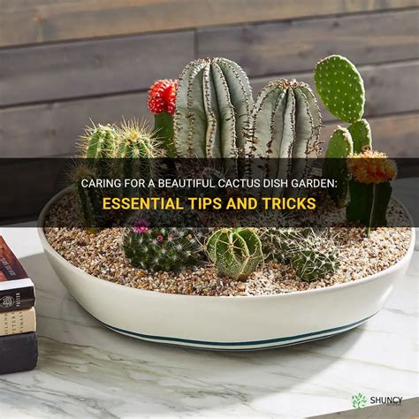 Caring For A Beautiful Cactus Dish Garden Essential Tips And Tricks Shuncy