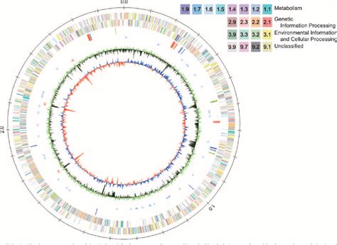 Pdf Complete Genome Sequence Of The Soil Actinomycete Kocuria