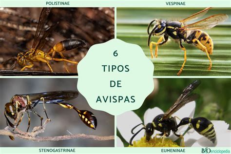 6 Tipos De Avispas Nombres Y Fotos