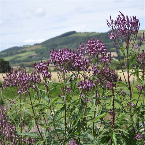 Verbena hastata 'Rosea' - Claire Austin