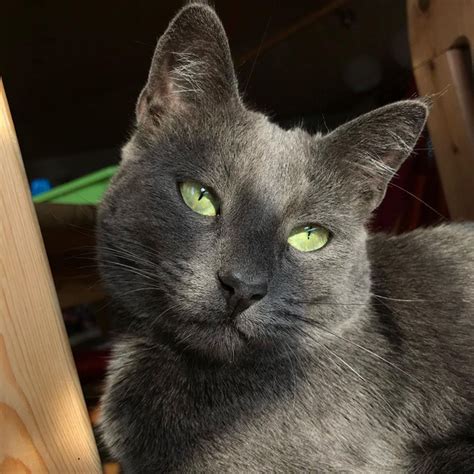 Russian Blue Cat Mix