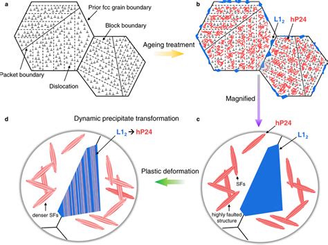 Schematic drawings illustrating the microstructure evolutions a ...