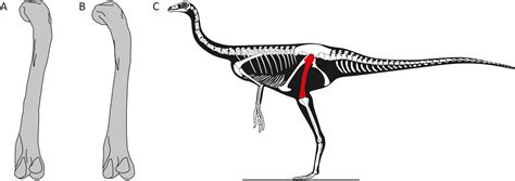 Palaeontology Sexual Dimorphism In Dinosaurs Elife