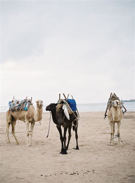 Camels in Morocco - Entouriste